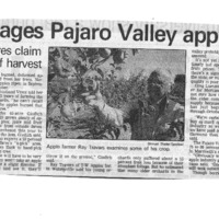 CF-2019011-Heat damages Pajaro Valley apples, berr0001.PDF