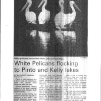20170609-White pelicans flocking0001.PDF
