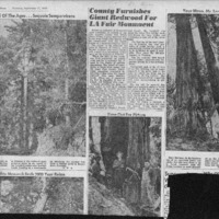 CF-20201018-County furnishes giant redwood for la 0001.PDF