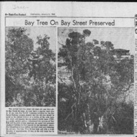 CF-20201022-Bay tree on bay street preserved0001.PDF