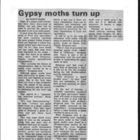 CF-20200621-Gypsy moths turn up0001.PDF