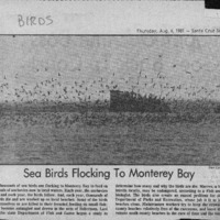 CF-20180105-Sea birds flocking to Monterey Bay0001.PDF