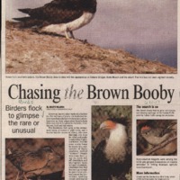 CF-20180106-Chasing the Brown Booby0001.PDF