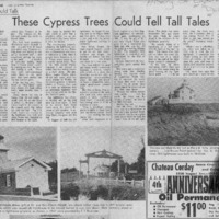 CF-20180810-These cypress trees could tell tall ta0001.PDF