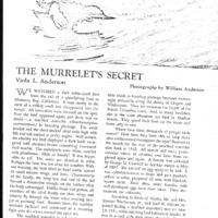 CF-20180107-The murrelet's secret life0001.PDF