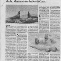 20170607-Macho mammals on the North Coast0001.PDF