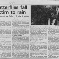 CF-20180721-Butterflies fall victim to rain0001.PDF
