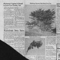 CF-20201018-Monterey's cypress is found in santa c0001.PDF