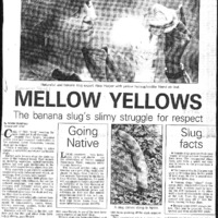 CF-20170923-Mellow yellows, the banana slugs0001.PDF