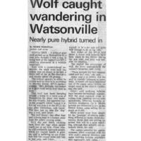 20170609-Wolf caught wandering in Watsonville0001.PDF
