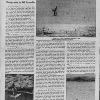 CF-20180105-The shorebirds of Santa Cruz the ultim0001.PDF