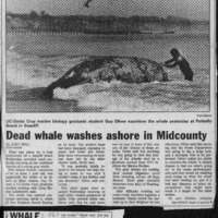 CF-20190711-Dead whale washes ashore in midcounty0001.PDF