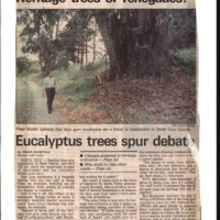 CF-20200213-Heritage trees or renegades  Eucalyptu0001.PDF