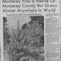 CF-20201018-Monterey pine is native of monterey co0001.PDF