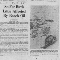 CF-20180106-So far birds little affected by beach 0001.PDF