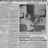CF-20180105-Budgerigar fanciers seek perfect bird0001.PDF