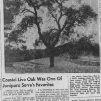 CF-20201018-Coastal live oak was one of junipero s0001.PDF