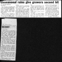 CF-20190901-Unseasonal rain gives growers second h0001.PDF