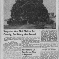 CF-20201018-Sequoias are not native to county, but0001.PDF