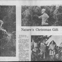 CF-20181017-Natuare's Christmas trees0001.PDF