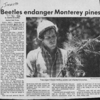 CF-20201211-Beetles endanger monterey pines0001.PDF