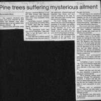 CF-20201018-Pine trees suffering mysterious ailmen0001.PDF