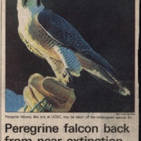 CF-20180105-Peregrine falcon back from near-extinc0001.PDF