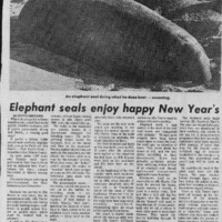 20170611-Elephant seals enjoy Happy New Year0001.PDF