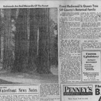CF-20201018-Coast redwood id queen tree of county'0001.PDF