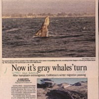 CF-20190712-Now it's gray whale's turn0001.PDF