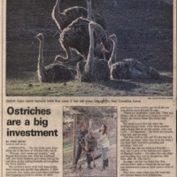 20170607-Ostriches are a big investment0001.PDF